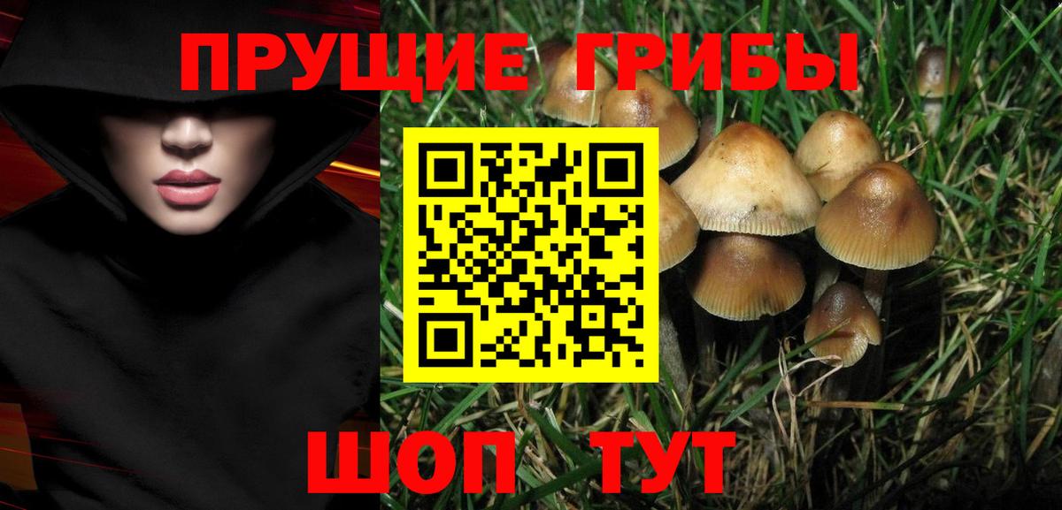 Галлюциногенные грибы Cubensis Лесной